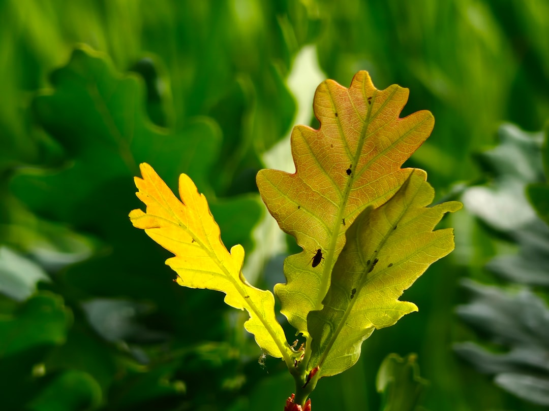 Autoimmun protokoll lista – Egészséges étrend az autoimmun betegségek kezelésére